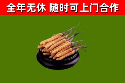 孟州回收散虫草